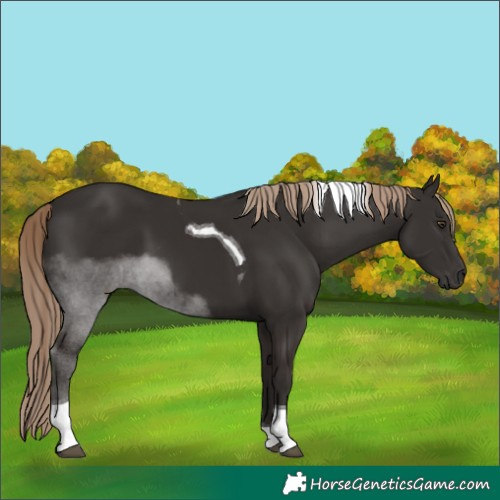 Horse Color:Liver Chestnut Tobiano 