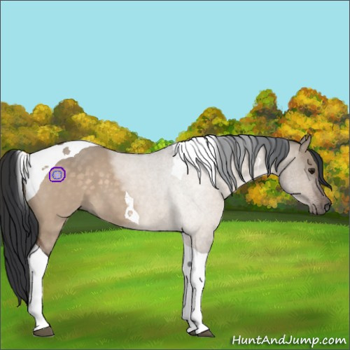 Horse Color:Brown Dun Tobiano 