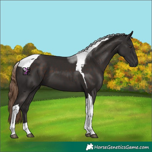 Horse Color:Liver Chestnut Tobiano 
