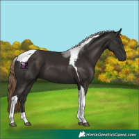 Horse Color:Liver Chestnut Tobiano 