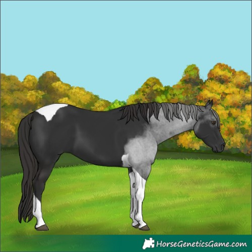 Horse Color:Liver Chestnut Tobiano 