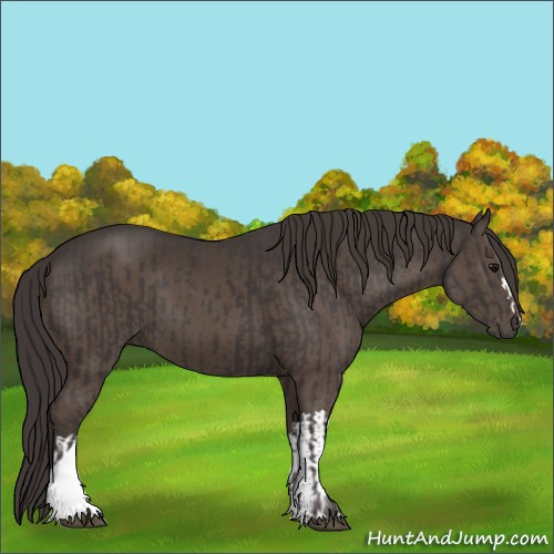Horse Color:Smoky Black and Smoky Black