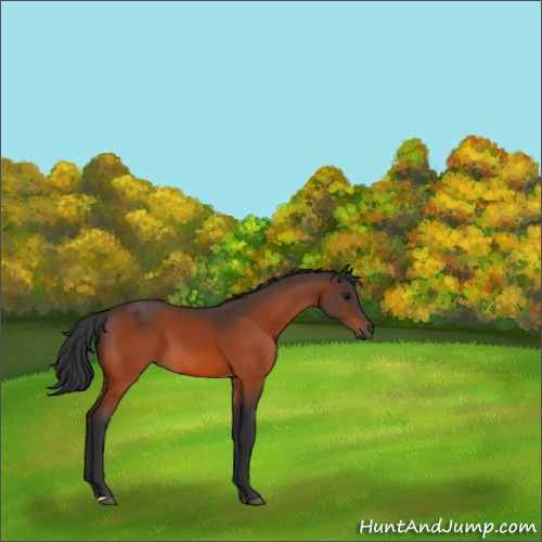 Horse Color:Bay 
