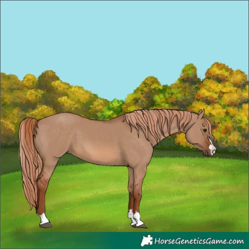 Horse Color:Red Dun 