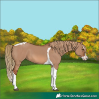 Horse Color:Red Dun Splash Tobiano 