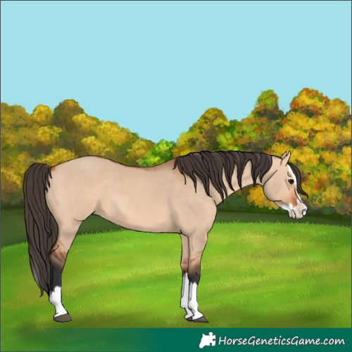 Horse Color:Bay Dun Splash 