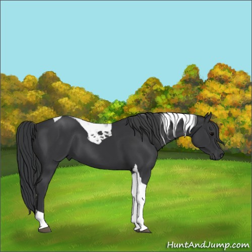 Horse Color:Black Tobiano 