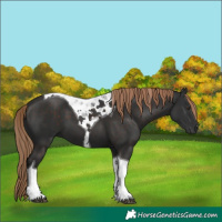 Horse Color:Liver Chestnut Tobiano 