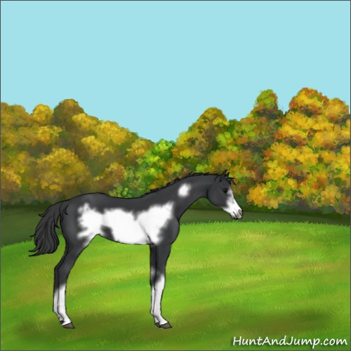 Horse Color:Black Frame 