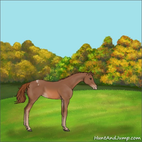 Horse Color:Chestnut Appaloosa 