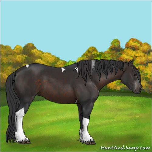 Horse Color:Brown Tobiano 