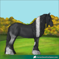 Horse Color:Black Tobiano 