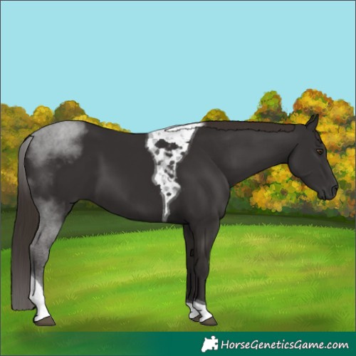 Horse Color:Liver Chestnut Tobiano 