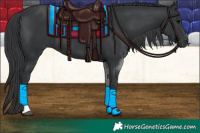 Horse Color:Black Tobiano 