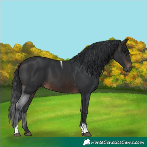 Horse Color:Brown Tobiano