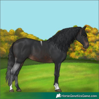 Horse Color:Brown Tobiano 