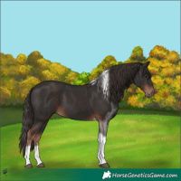 Horse Color:Liver Chestnut Tobiano 