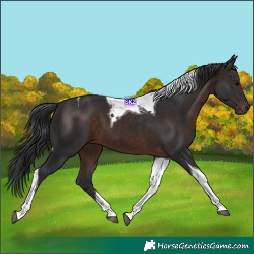 Horse Color:Brown Tobiano