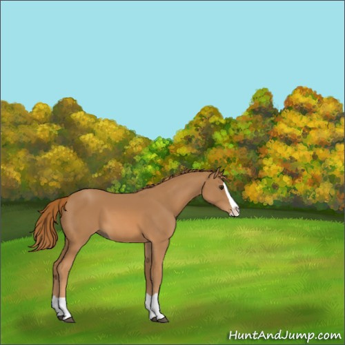 Horse Color:Chestnut Splash 