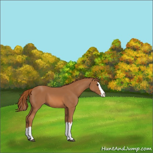 Horse Color:Chestnut Splash 