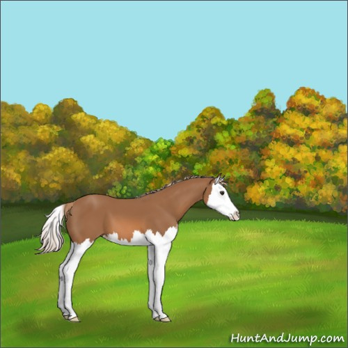 Horse Color:Chestnut Splash 