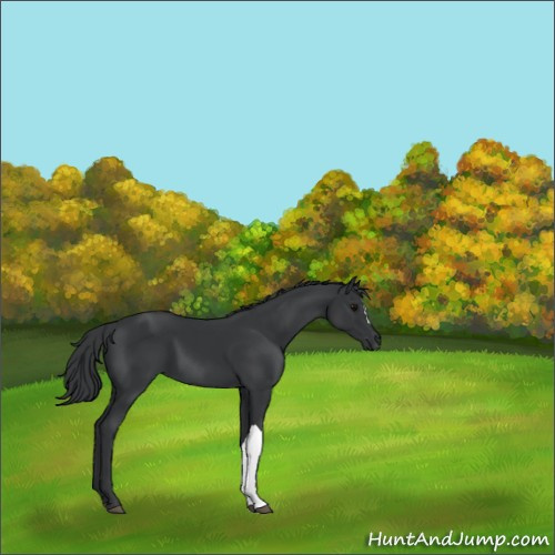 Horse Color:Black 
