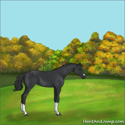 Horse Color:Black 