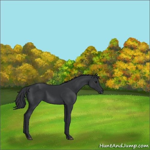 Horse Color:Black 