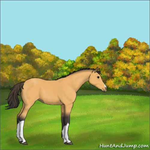 Horse Color:Buckskin 