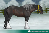 Horse Color:Brown Tobiano