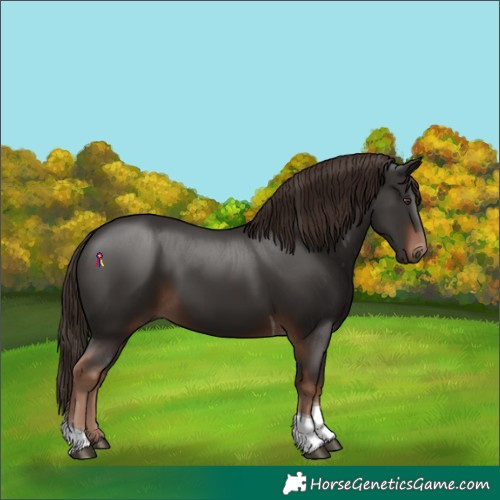 Horse Color:Liver Chestnut Tobiano