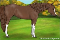 Horse Color:Chestnut 