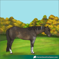 Horse Color:Buckskin Tobiano 