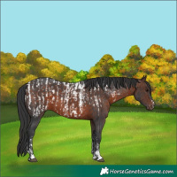 Horse Color:Brown Sabino Appaloosa  and Bay Sabino 