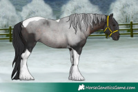 Horse Color:Brown Tobiano 