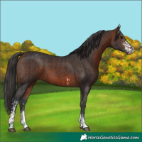 Horse Color:Brown Sabino  and Bay Sabino 