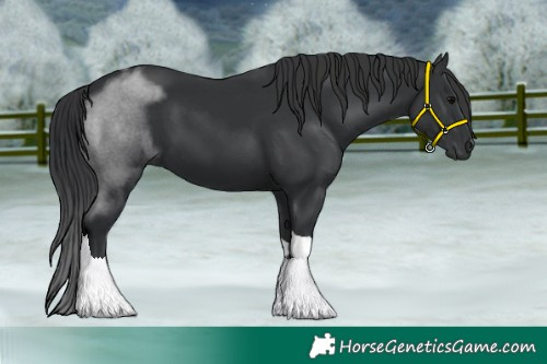 Horse Color:Black Tobiano 