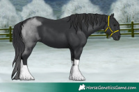 Horse Color:Black Tobiano 