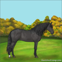 Horse Color:Black 