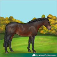 Horse Color:Brown 