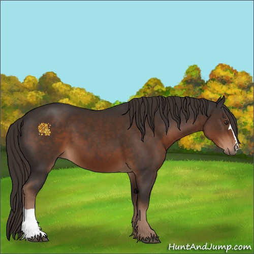Horse Color:Liver Chestnut 