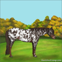 Horse Color:Liver Chestnut Appaloosa  and Liver Chestnut Appaloosa 