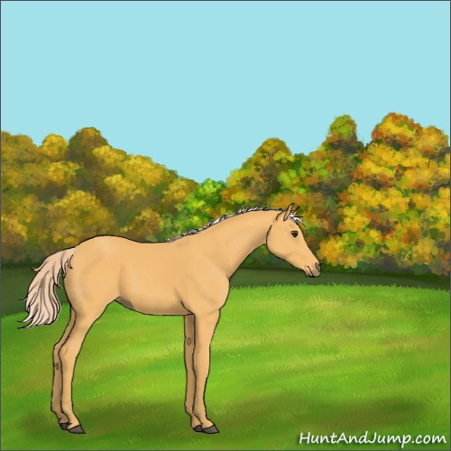 Horse Color:Palomino