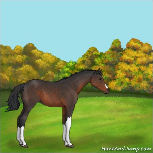 Horse Color:Brown 