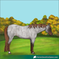 Horse Color:Liver Red Roan Rabicano 