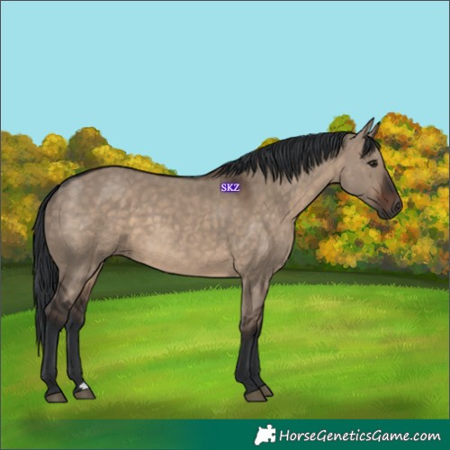 Horse Color:Brown Dun 