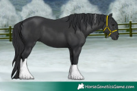 Horse Color:Black Tobiano