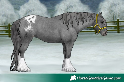 Horse Color:Black Appaloosa