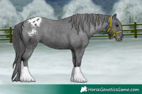 Horse Color:Black Appaloosa 