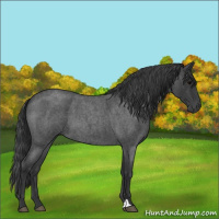 Horse Color:Blue Roan 